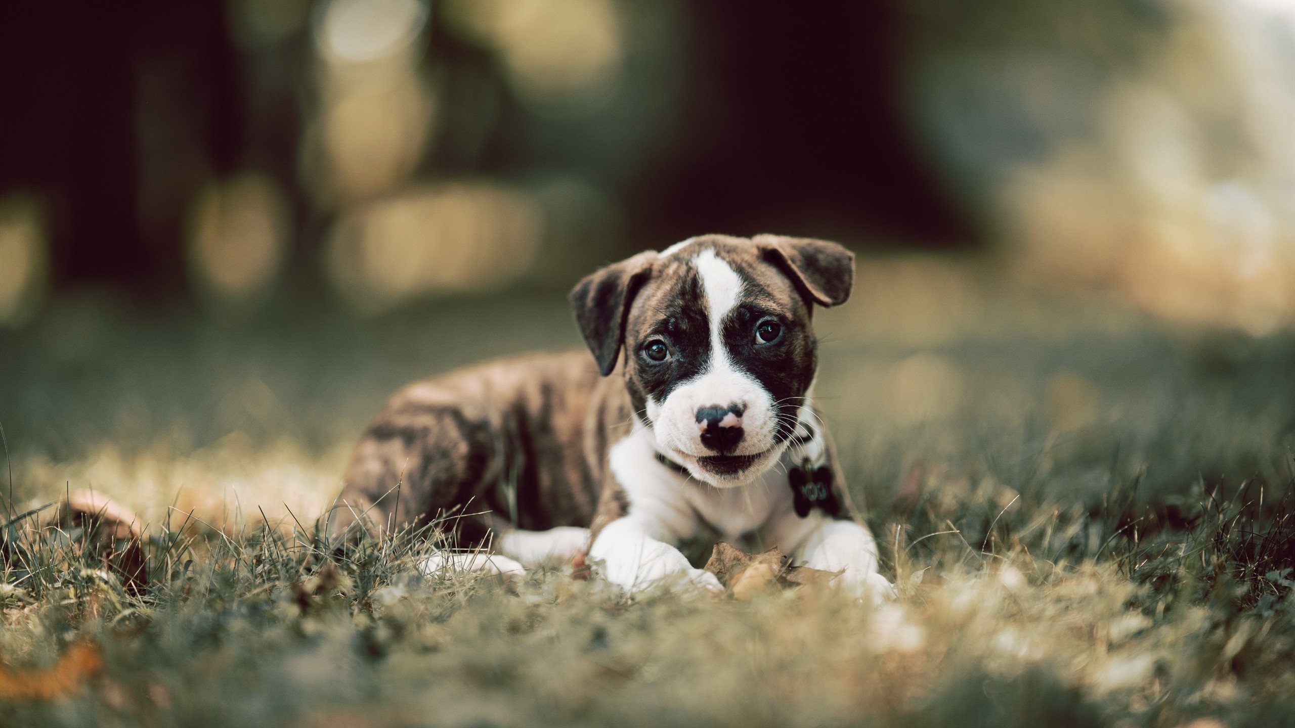 奥运备战目标明确全力冲刺，调整完善奥运备战方案