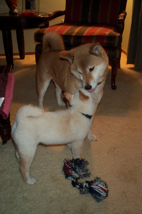 奥运备战目标明确全力冲刺，调整完善奥运备战方案