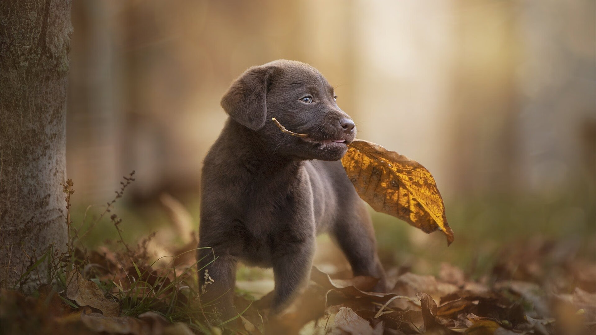 “费尔南多·比亚尔巴:球场上的进攻组织大师,未来的世界级球员”