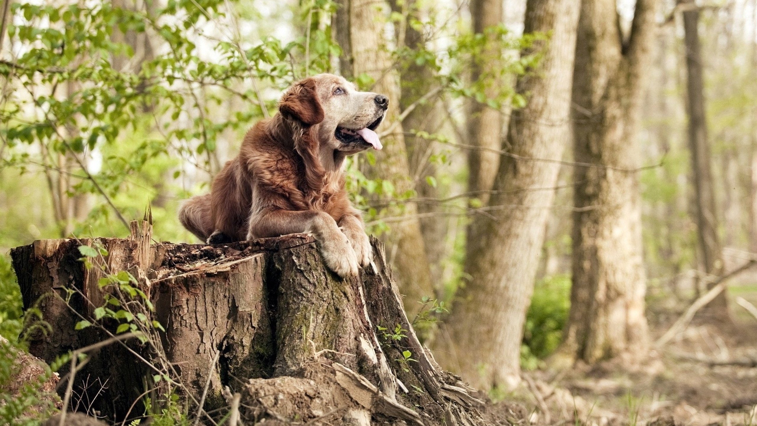 乐鱼官网安全-“华金·托比利亚：阿根廷美洲狮队的快速反击利器，未来潜力无限”