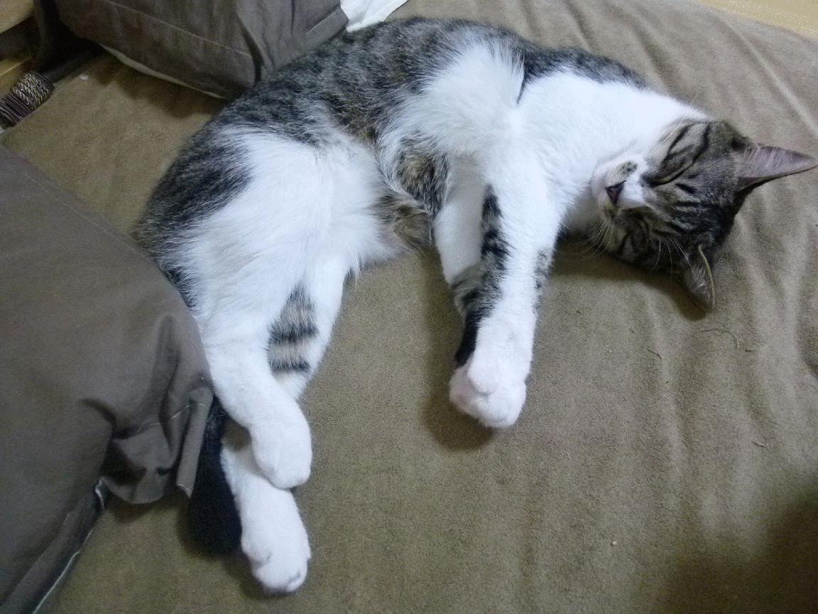 中国篮球注重伤病预防率先引入智能训练设备，中国篮球训练现状