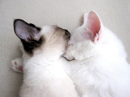 凯琳·科贝特逆境中展现坚韧精神,凯特琳贝内迪克特